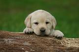 LABRADOR 1320